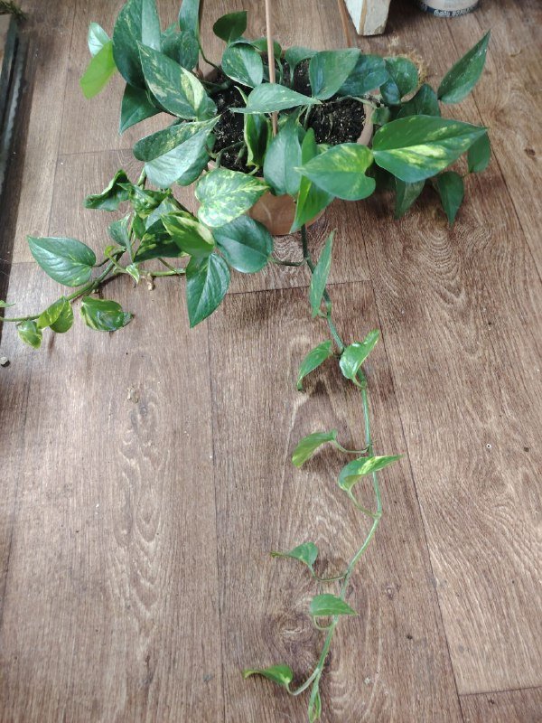 Монстера, Сциндапсус 2