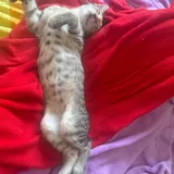 Котята 5