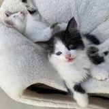Два котёнка ищут дом 1