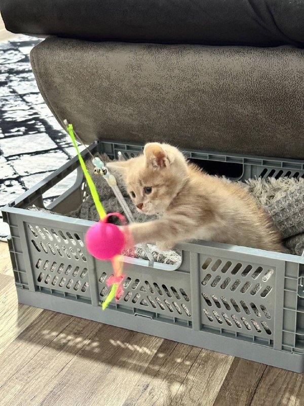 Персиковое чудо Паудер котёнок ищет дом 5