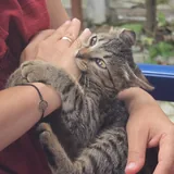 Котенок Маруся 2
