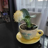 Домашние цветы 3