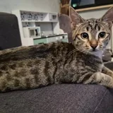 Кошечка Ирина ищет дом 2