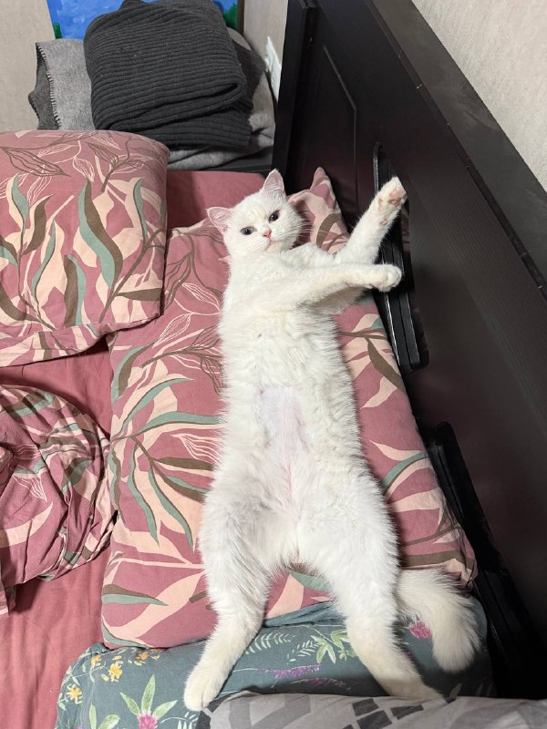 Кошечка Лимончелло 2