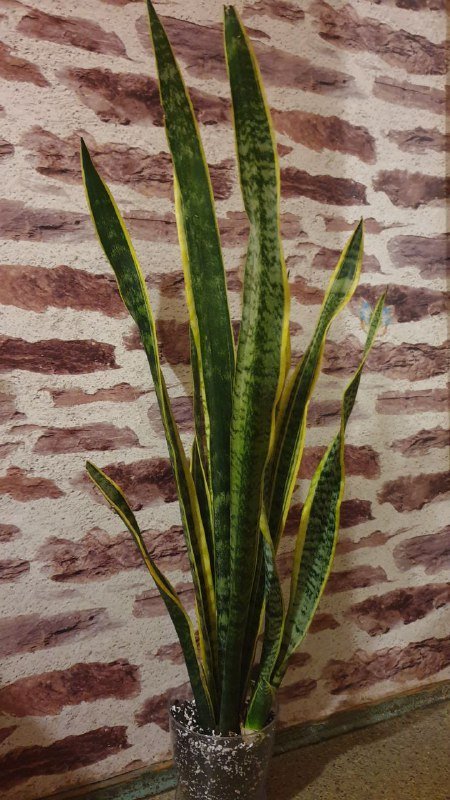 Драцена, Филодендрон, Хеппи лив, Диффенбахия, Аглаонема, Нолина, Сциндапсус, Монстера, Марбл квин, Сансевиерия 10