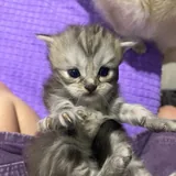 Шотландские котята 3