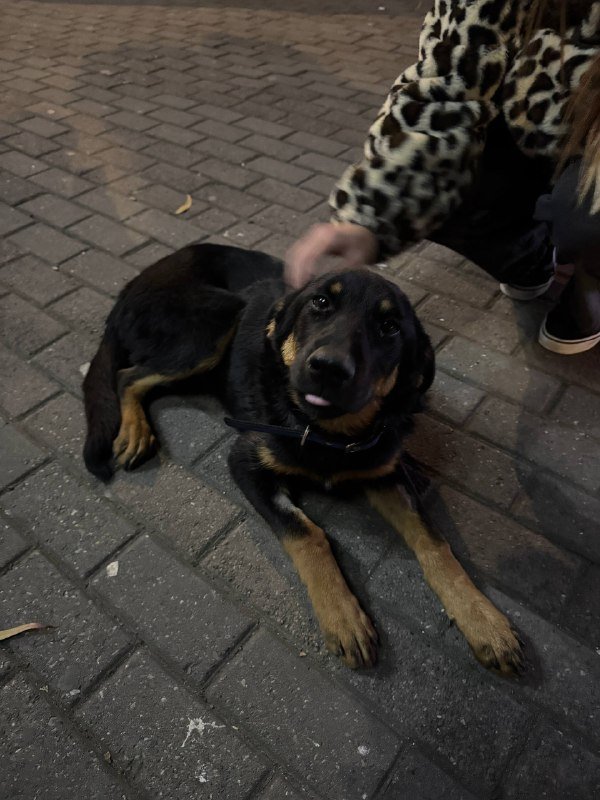 Найдена собака в районе Вендиса