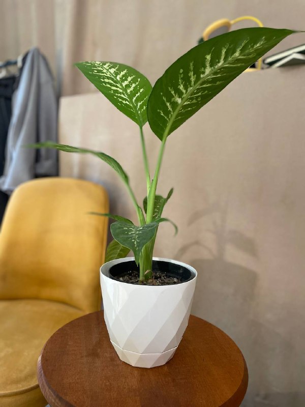 Philodendron squamiferum, Philodendron Florida goest, Аглаонема Мария Кристина, Диффенбахия 4