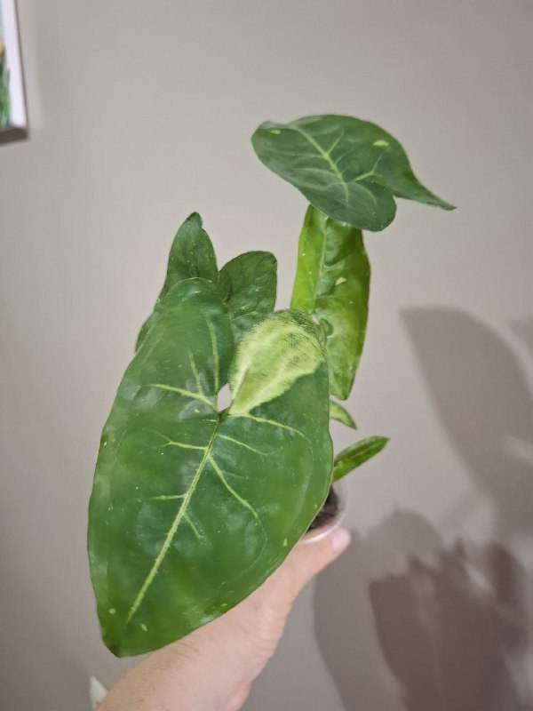 Фикусы, клеродендрум, папоротник, бегония, колеус, традесканция, марана с горшком 10