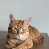 Рыжий кот Оскар, 1 год 3