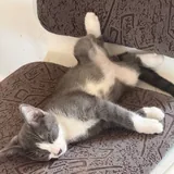 Котята 6