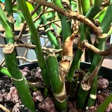 Монстера, столик 3