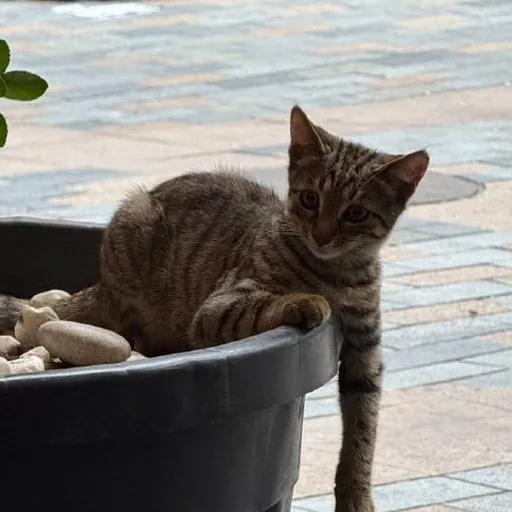 Котенок