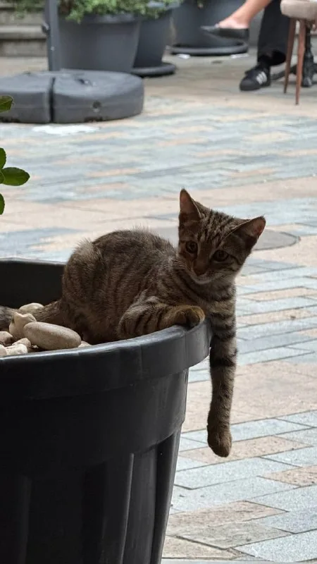 Котенок 1