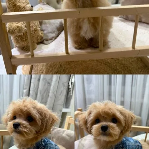 Корейский мальтипу