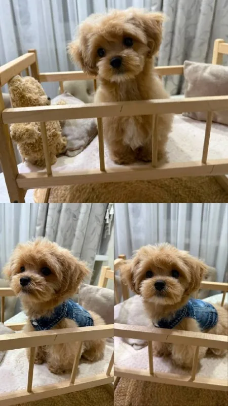 Корейский мальтипу