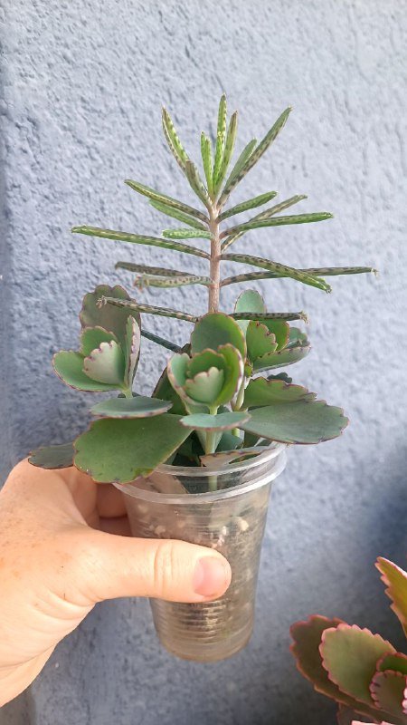 Крассула Голлум, Граптоседум, Каланхоэ и другие растения 5