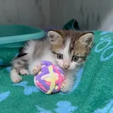 Котенок Шмат 2