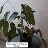 Журнальный столик, комнатные растения 5