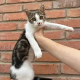 Котенок Космо 9