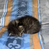 Котёнок в добрые руки 2