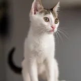 Аскольд и Сириус, котята 4