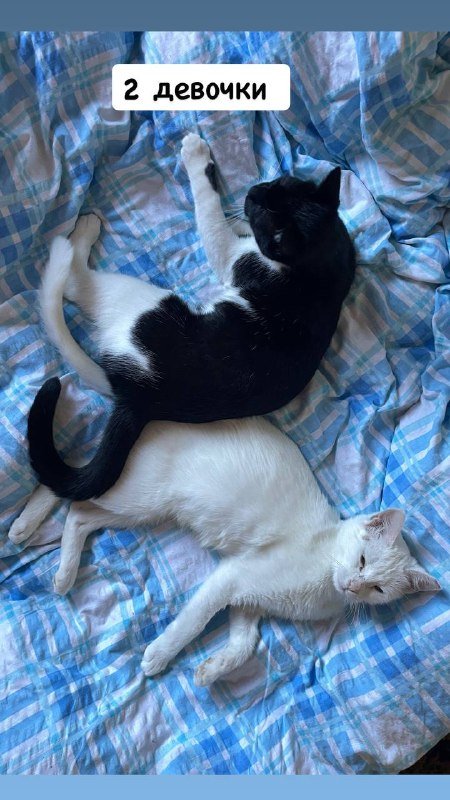 2 кошки 2
