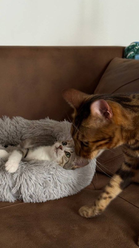 Котенок Чевапи ищет родителей 4