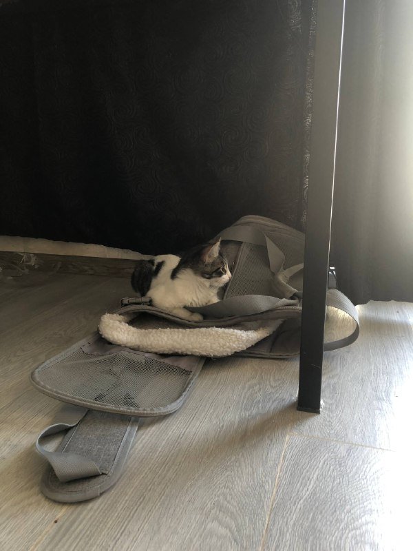 Котёнок девочка ищет дом 3