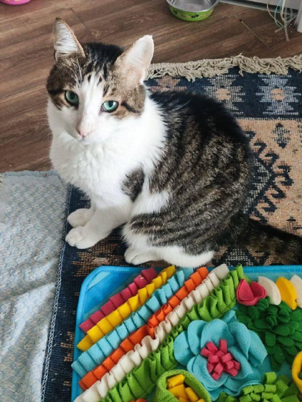 Кот Валли для заботливой семьи, 5 лет