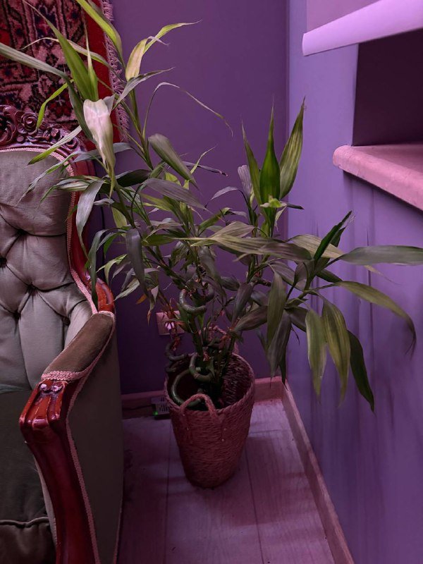 Диван, кресла, журнальный столик, бамбук 10