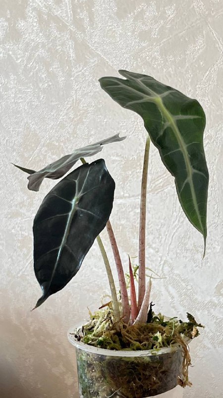 Алоказия Поли, 2 шт. 6