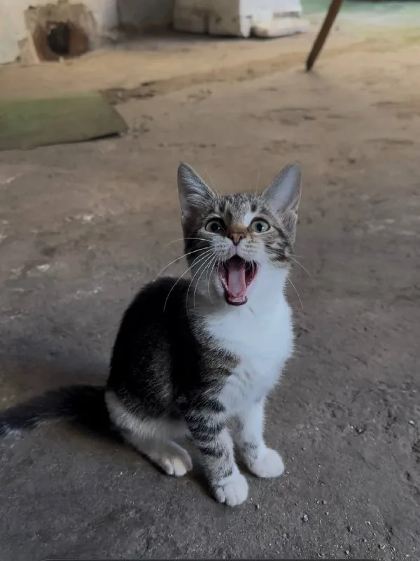 Котёнок Бусинка ищет дом или передержку 1