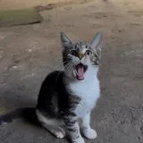 Котёнок Бусинка ищет дом или передержку 1
