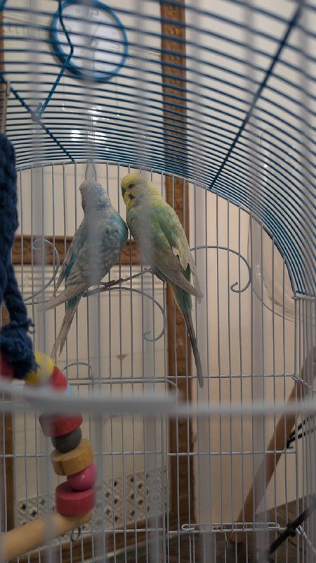 Попугаи с клеткой