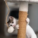Кот-компаньон, котенок 2
