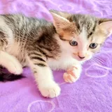Котята 5