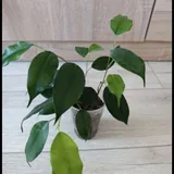 Фикусы 2