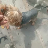 Purebred Yorkshire Terrier, 2 months old 3