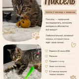 Котята 4