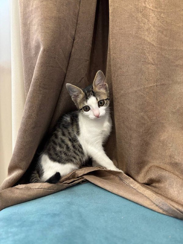 Котенок Микроба для добрых рук 3