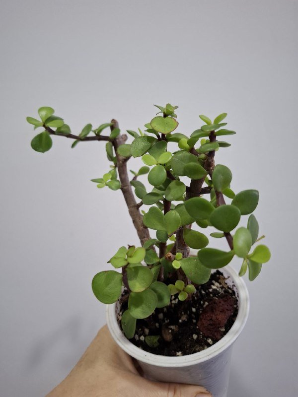 Цветы суккуленты, фикус, сингониум, строманта 7