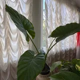 Алоказия гигантская 1