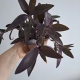 Комнатные растения 9