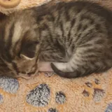 Котёнок в добрые руки 3