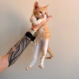Рыжие котята Пряник и Печенька 3