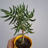 Суккуленты, монстера, калатея 3
