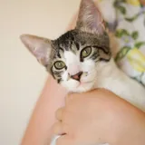 Котенок Ремарк 1