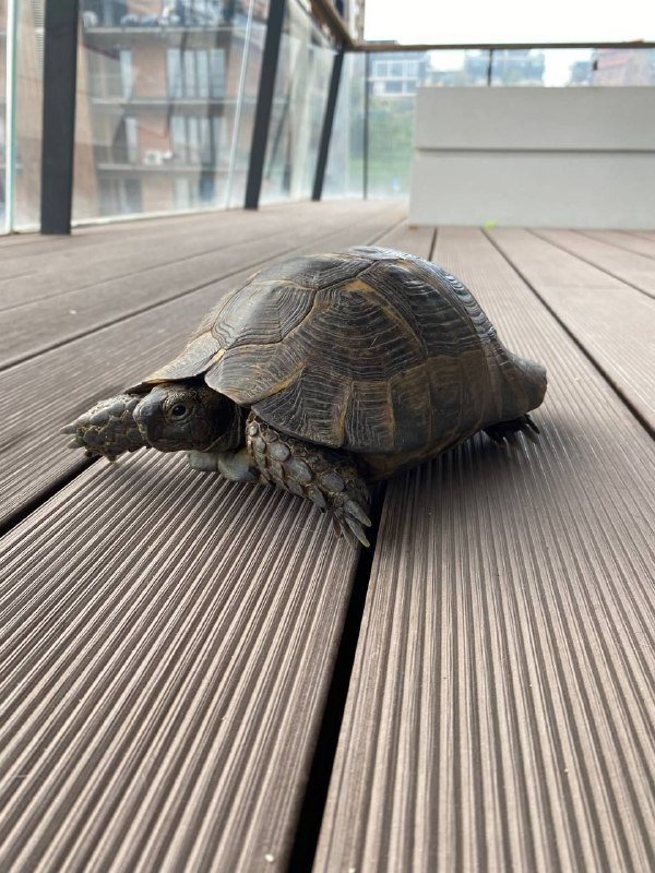 Средиземноморская черепаха ищет хозяина