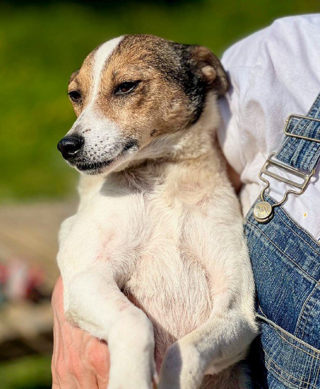 Умная скромная послушная собачка Притти ищет семью